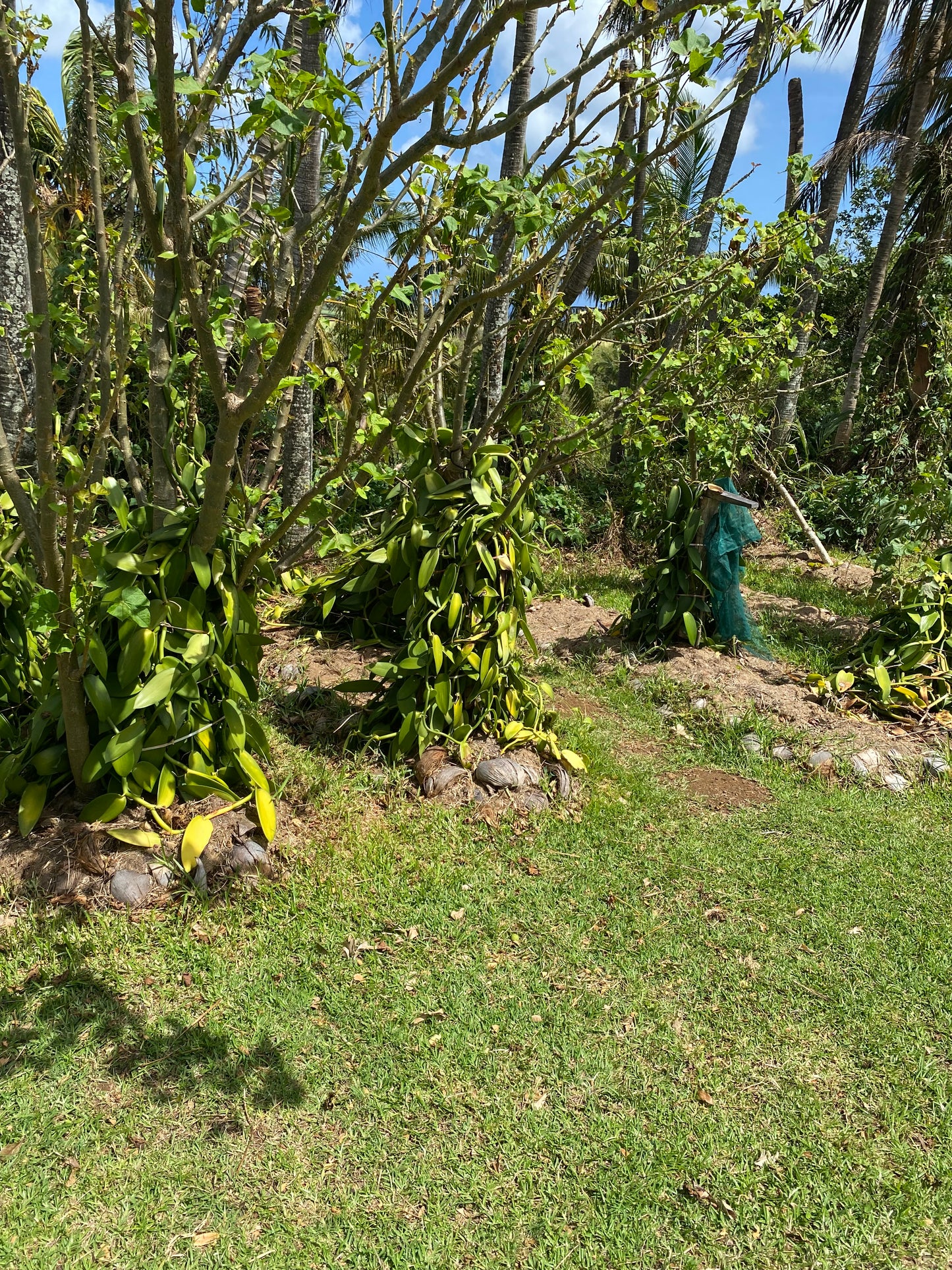 Gousses de Vanille  Bourbon  de Madagascar +21cm - Qualité supérieure - Tube de 3 gousses