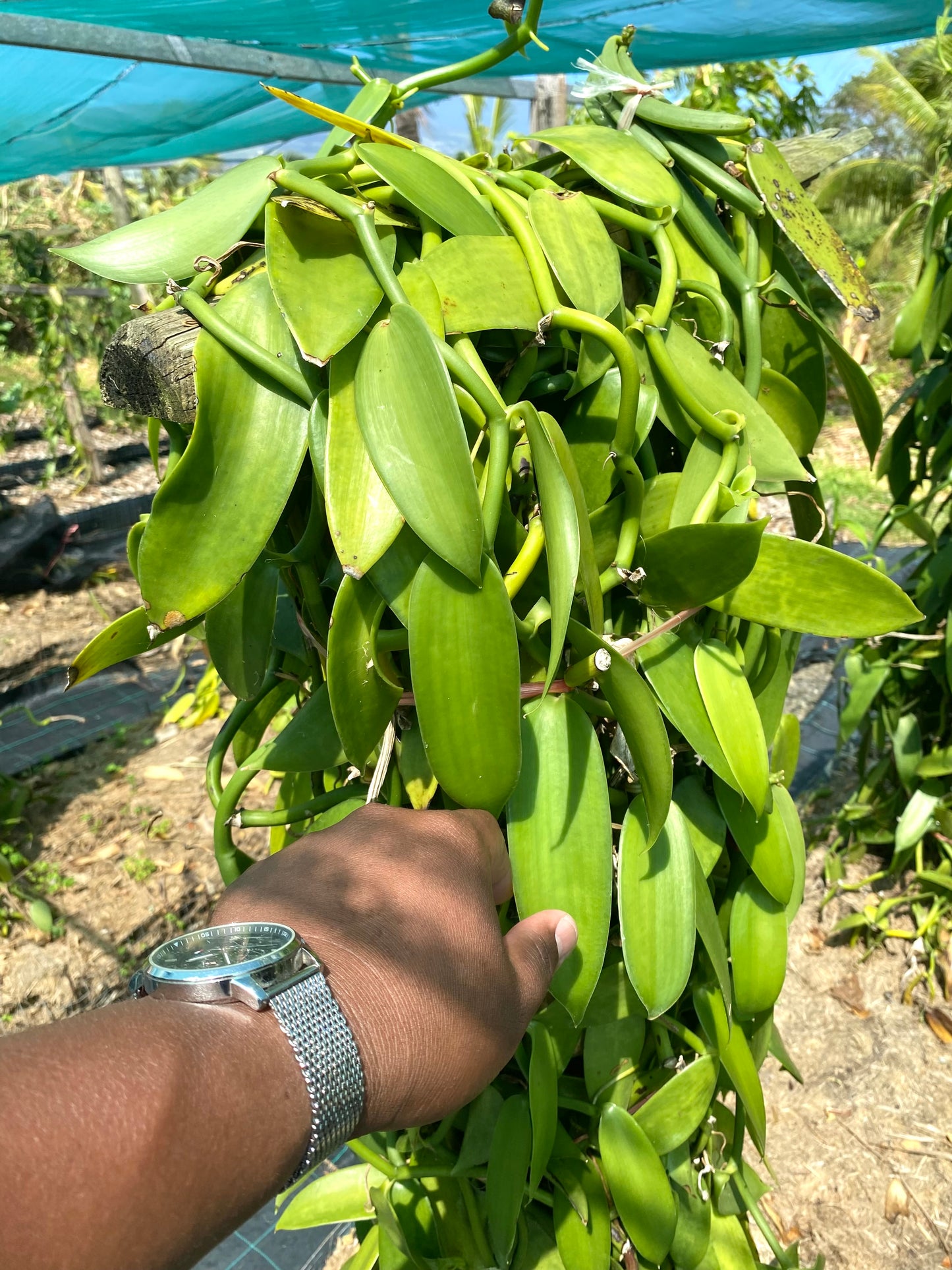 Gousses de Vanille  Bourbon  de Madagascar +21cm - Qualité supérieure - Tube de 3 gousses