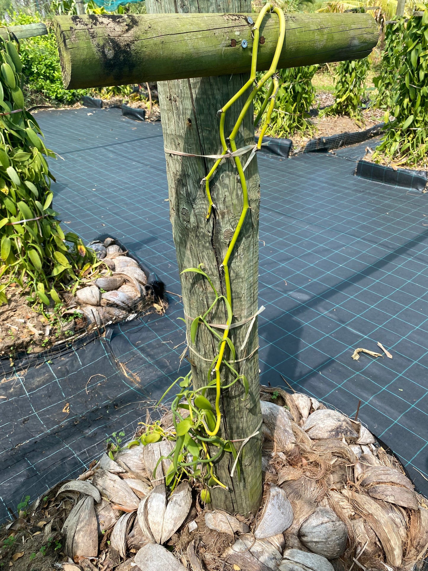 Gousses de Vanille  Bourbon  de Madagascar +21cm - Qualité supérieure - Tube de 3 gousses