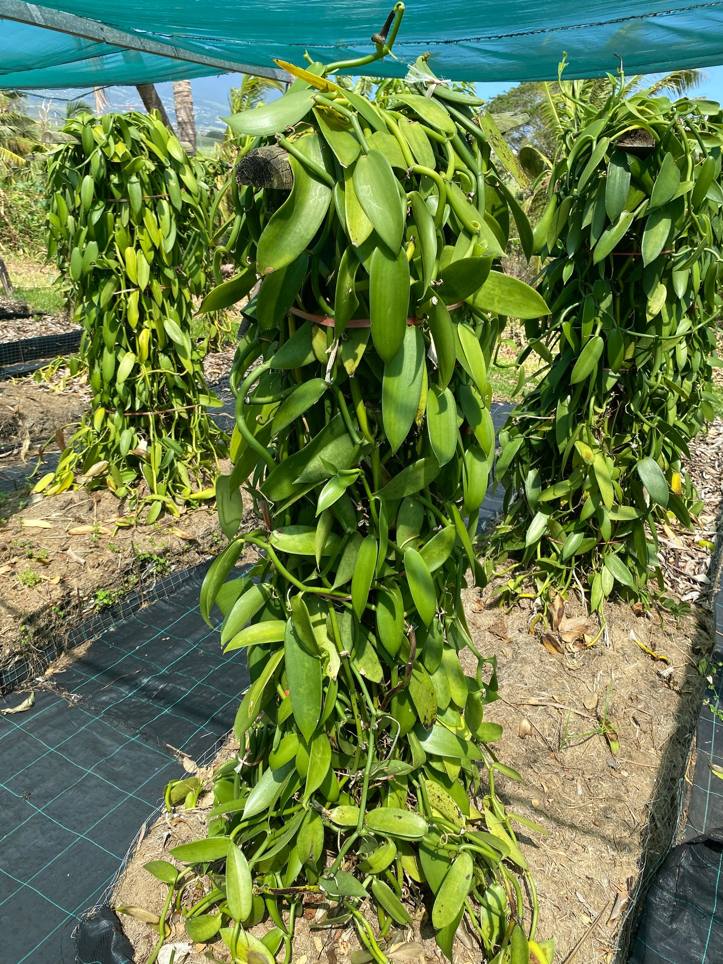 Gousses de Vanille  Bourbon  de Madagascar +21cm - Qualité supérieure - Tube de 3 gousses