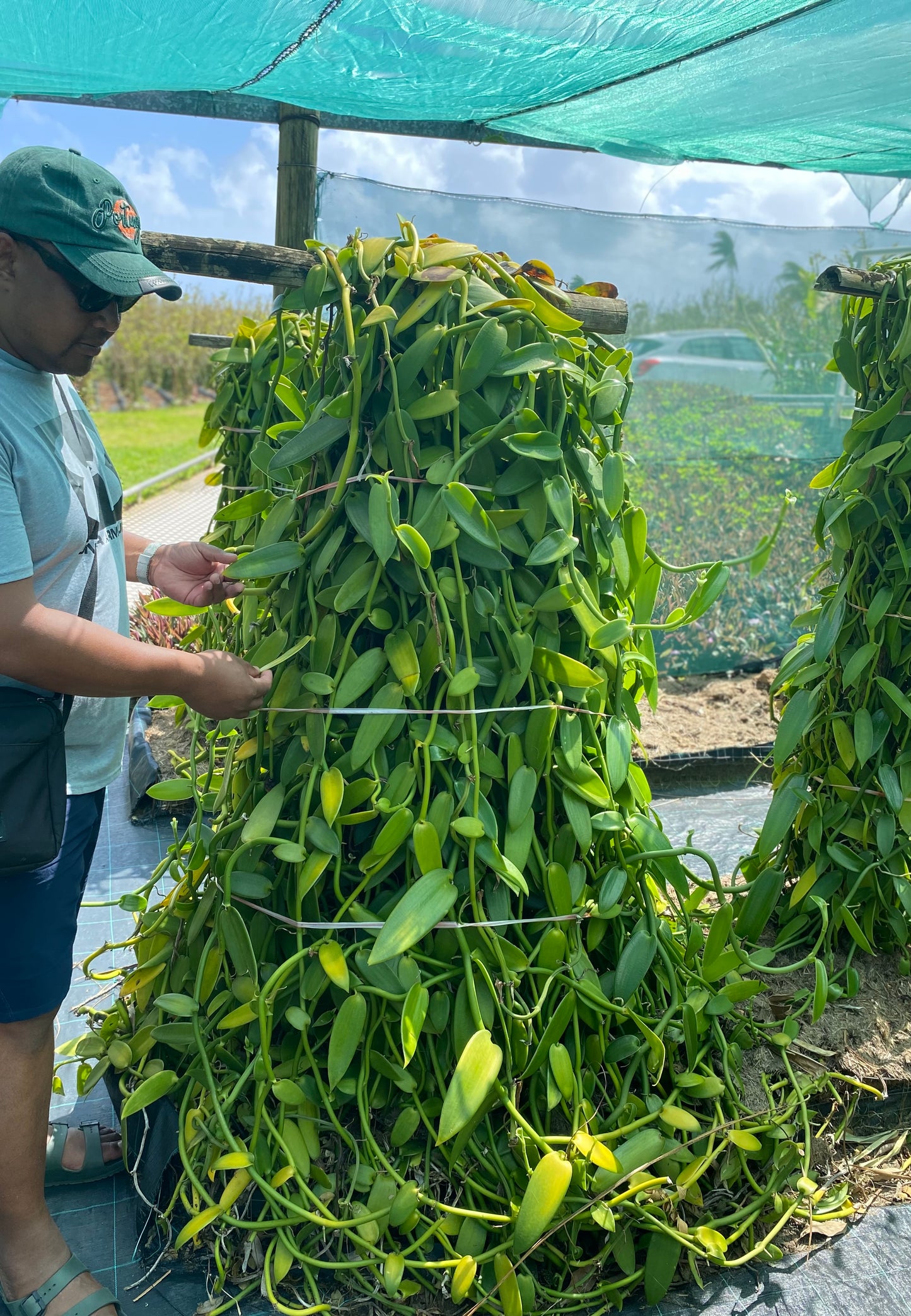Gousses de Vanille  Bourbon  de Madagascar +21cm - Qualité supérieure - Tube de 3 gousses